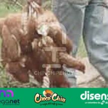 Sectores rurales de Chinchipe reportan ola de robos en fincas