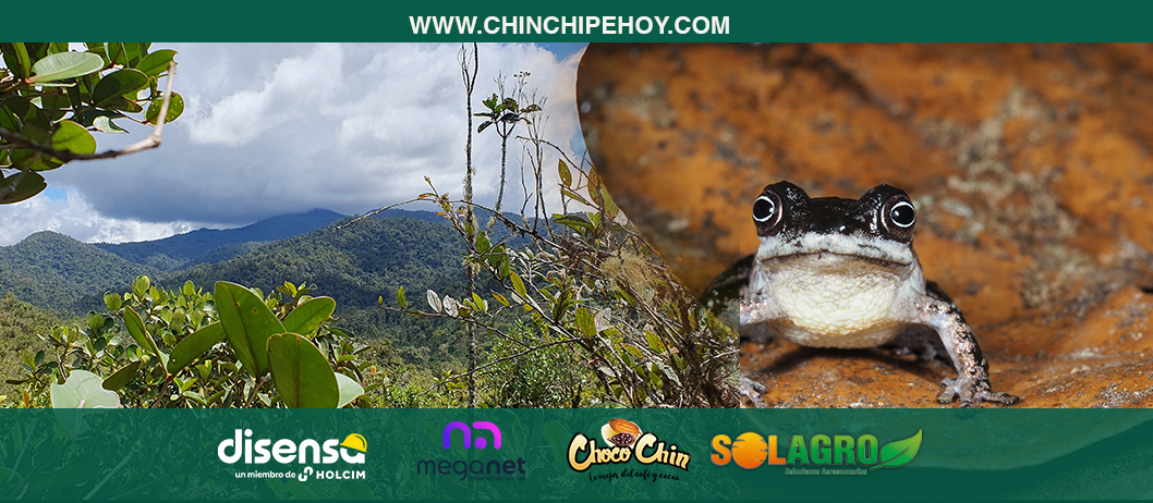 Investigadores UTPL descubren tres nuevas especies de ranas en Zamora Chinchipe
