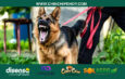 Comunidad exige control a propietarios de perros: ¿Quién es responsable del ataque a llamas en Sabanilla?