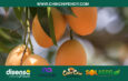 Agricultura y turismo rural: Cómo fue la temporada 2026 de la Ruta de los Mangos en Saraguro y qué dejó a los productores?