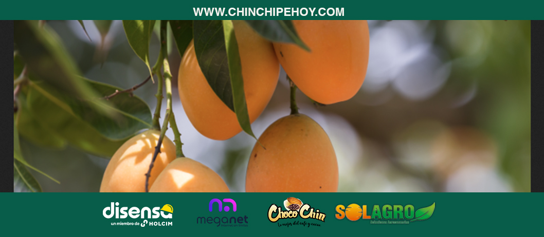 Agricultura y turismo rural: Cómo fue la temporada 2026 de la Ruta de los Mangos en Saraguro y qué dejó a los productores?