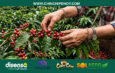 Café, producción y desarrollo en la provincia: Qué espera Palanda en la XIV edición de Bracamoros Coffee para consolidar su café de especialidad?