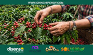 Café, producción y desarrollo en la provincia: Qué espera Palanda en la XIV edición de Bracamoros Coffee para consolidar su café de especialidad?